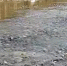 Большая вода наступает: до критической отметки остался всего метр - Gorodvo.Ru