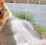 Фото: ilike.pet - Вологда-поиск