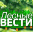 В это воскресенье 30 октября в 8.20 на телеканале "Россия-1" выйдет в эфир выпуск программы "Лесные вести" - Департамент лесного комплекса