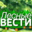 В эту субботу 24 декабря в 8.00 на телеканале "Россия-1" выйдет в эфир очередной выпуск программы "Лесные вести" - Департамент лесного комплекса