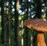Pixabay - FlashNord.Com