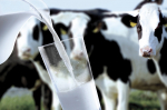 Производители молочной продукции региона получили почти 2 млрд рублей господдержки