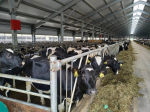 Производители молочной продукции региона получили почти 2 млрд рублей господдержки