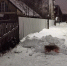 background - Вологда-поиск