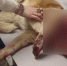 Живую собаку с прострелянной головой выбросили на мусорку в Волжском - Комсомольская правда