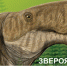 Вологодские геологи рассказали в книге о причинах смерти звероподобных ящеров - 35runet.Ru