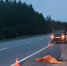Под Вологдой автомобилистка сбила лося - Gorodvo.Ru