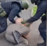 скриншот видео пресс-службы региональной полиции - Вологда-поиск
