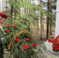 На Вологодчине завершается акция, посвящённая 80-летию Победы - Министерство образования