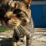 Миф о «несчастном котике»: почему зверю на улице может быть лучше, чем у вас дома на диване - ProGorod35.Ru