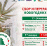 Вологжанам предлагают сдать новогодние ели на переработку - OnlineVologda.Ru