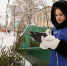 Более 500 новогодних елей сдали на переработку в Вологде. - Администрация г. Вологда